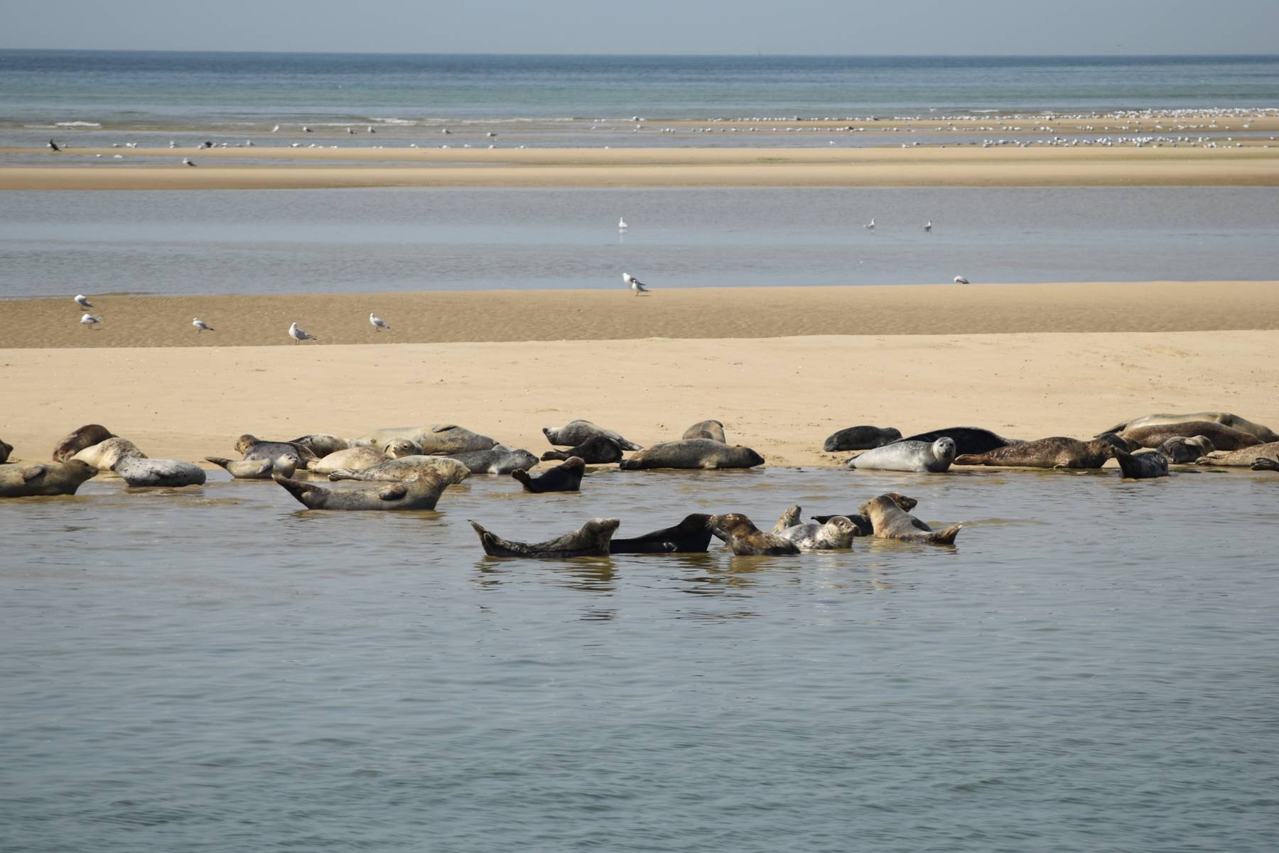 6-daagse zeilvakantie aan boord van de Storebælt vanuit Harlingen op de Waddenzee en/of het IJsselmeer